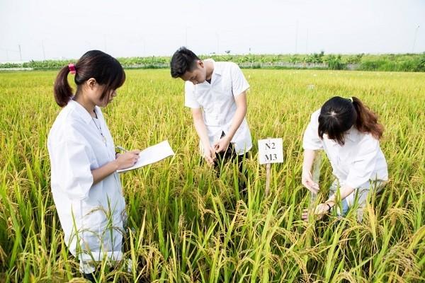 Sinh viên thực hành nghiên cứu chọn giống lúa. Ảnh minh họa: nguồn VNUA.