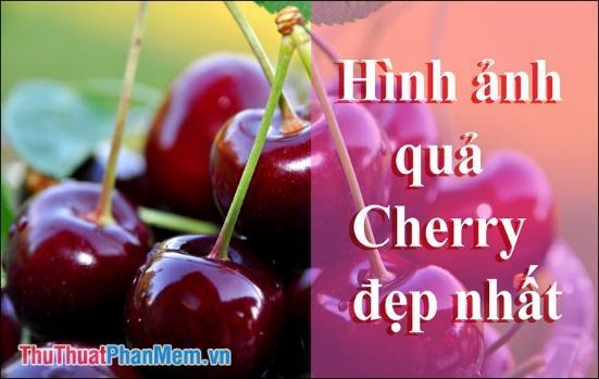 Tổng hợp những hình ảnh đẹp nhất về quả Cherry