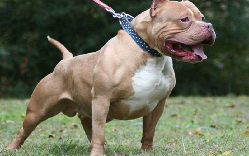 Giống chó PitBull nguy hiểm nhất thế giới