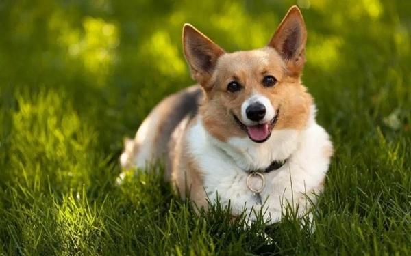 Hình nền chú chó Corgi dễ thương