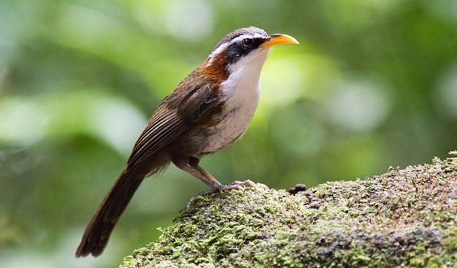 Tổng hợp thông tin thú vị về vùng đất Nightingale