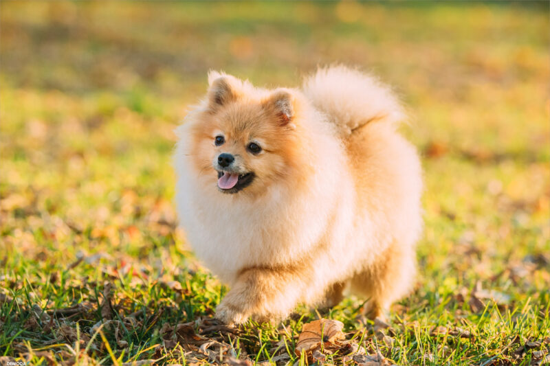 Ảnh đẹp về chó Pomeranian