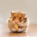 99+ Hình Ảnh Hamster Hài Hước, Dễ Thương, Dễ Thương Nhất