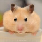 Ảnh chuột hamster