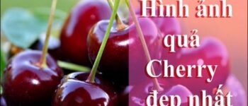 Tổng hợp những hình ảnh đẹp nhất về quả Cherry