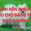 Tổng hợp hình nền những chú chó đáng yêu cho máy tính