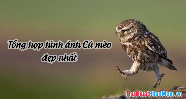 Những Hình Ảnh Độc Đáo Về Cú - Tuyển Tập Những Hình Ảnh Hài Hước Nhất