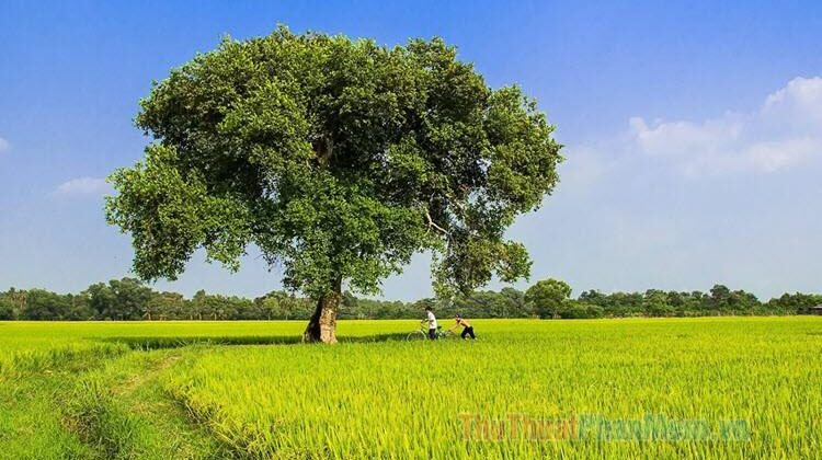 Hình nền quê hương tươi đẹp