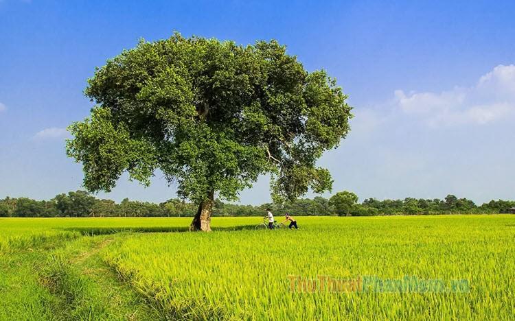 Hình nền quê hương tươi đẹp