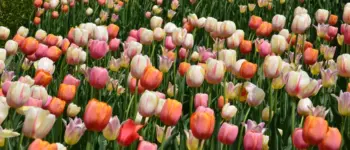 Hoa tulip trong tranh, nét vẽ tinh tế mang lại sức sống cho không gian trưng bày